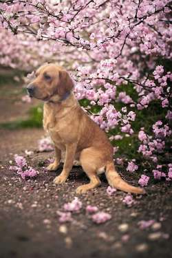 Fox red Labrador at stud for sale in Peterborough, Cambridgeshire | Image 3