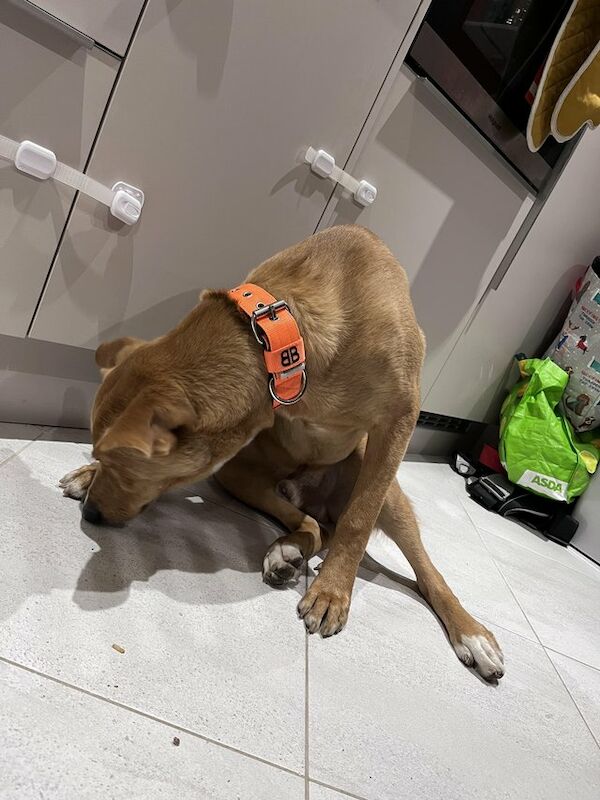 Asda dog harness sale