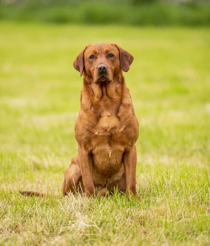 Fox red labrador fully health tested 