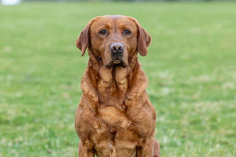 Fox red Labrador fully health tested for stud 