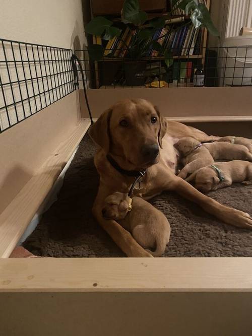 🌟 Fox Red Labrador Puppies, 1 dog/1 bitch left🌟 for sale in Cardiff/Caerdydd, Cardiff - Image 5