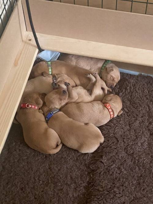 🌟 Fox Red Labrador Puppies, 1 dog/1 bitch left🌟 for sale in Cardiff/Caerdydd, Cardiff - Image 6