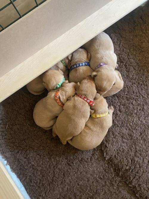 🌟 Fox Red Labrador Puppies, 1 dog/1 bitch left🌟 for sale in Cardiff/Caerdydd, Cardiff - Image 7