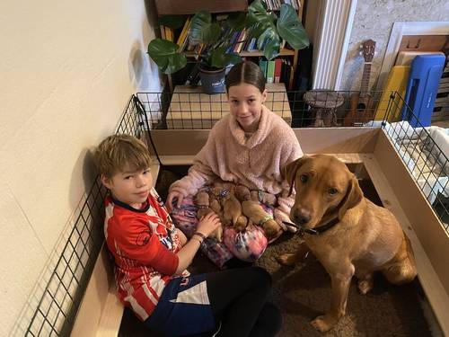 🌟 Fox Red Labrador Puppies, 1 dog/1 bitch left🌟 for sale in Cardiff/Caerdydd, Cardiff - Image 9