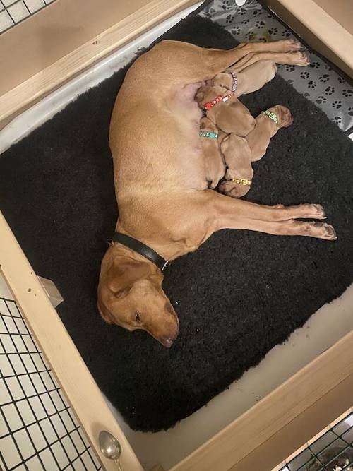 🌟 Fox Red Labrador Puppies, 1 dog/1 bitch left🌟 for sale in Cardiff/Caerdydd, Cardiff - Image 11