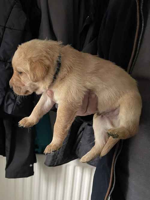 Fox Red/Golden Labrador Puppies for sale in Morpeth, Northumberland