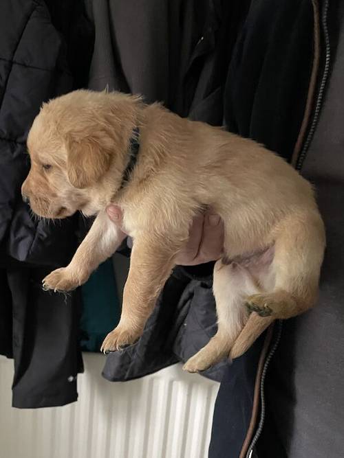 Fox Red/Golden Labrador Puppies for sale in Morpeth, Northumberland - Image 1