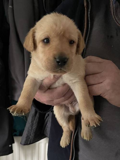 Fox Red/Golden Labrador Puppies for sale in Morpeth, Northumberland - Image 2