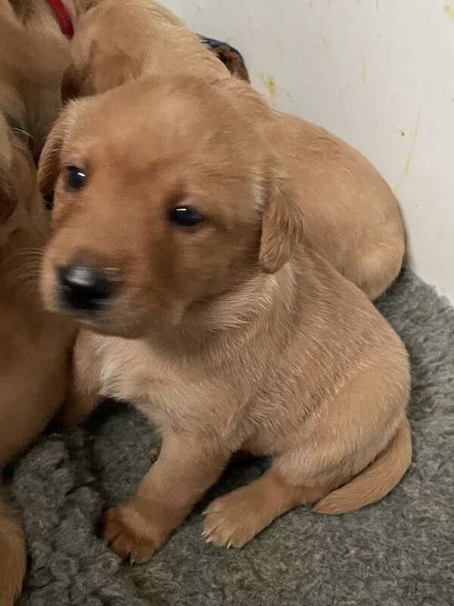 Fox Red/Golden Labrador Puppies for sale in Morpeth, Northumberland - Image 3