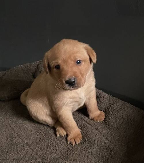 Fox Red/Golden Labrador Puppies for sale in Morpeth, Northumberland - Image 4