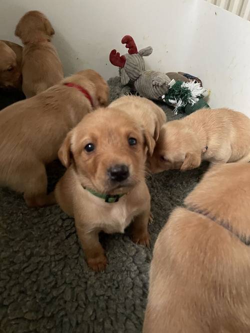 Fox Red/Golden Labrador Puppies for sale in Morpeth, Northumberland - Image 6