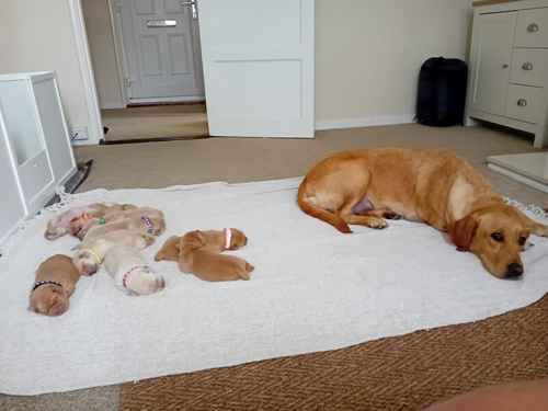 Fox red labrador puppies for sale in Lyneham, Wiltshire