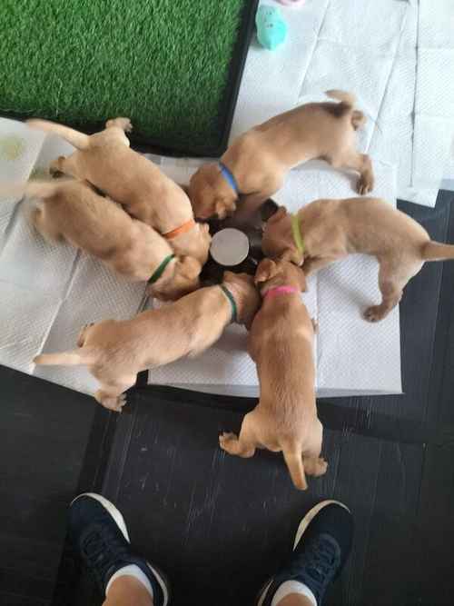 Fox Red Labrador Puppies for sale in Glasgow City