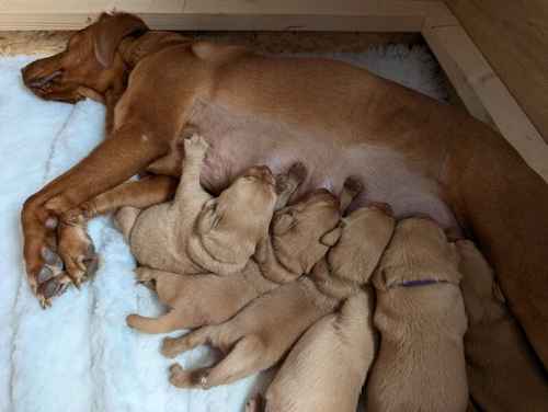 Fox red Labrador puppies for sale in Elgin, Moray