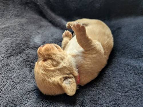 Fox red Labrador puppies for sale in Elgin, Moray - Image 2