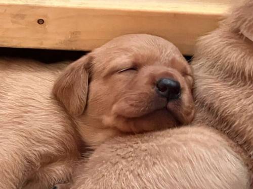 Fox red Labrador puppies for sale in Elgin, Moray - Image 3