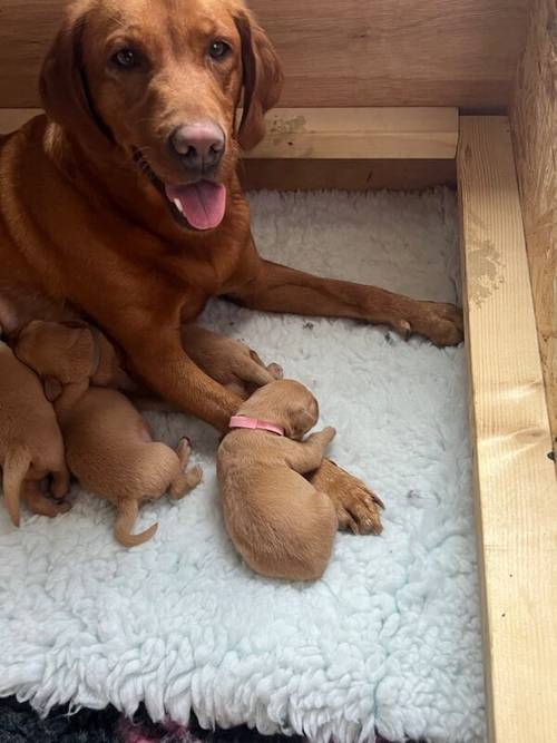 Fox red Labrador puppies for sale in Elgin, Moray - Image 4