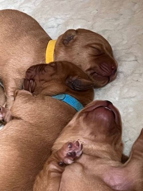 Fox red Labrador puppies for sale in Elgin, Moray - Image 5