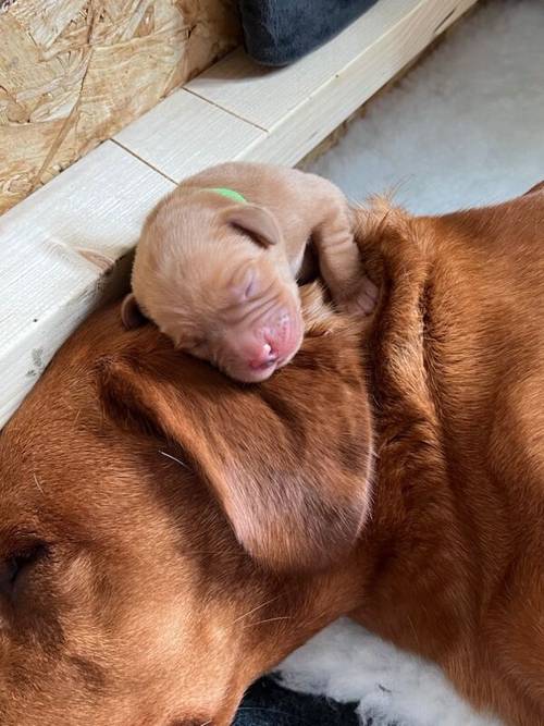 Fox red Labrador puppies for sale in Elgin, Moray - Image 6