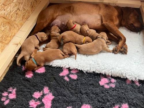 Fox red Labrador puppies for sale in Elgin, Moray - Image 7