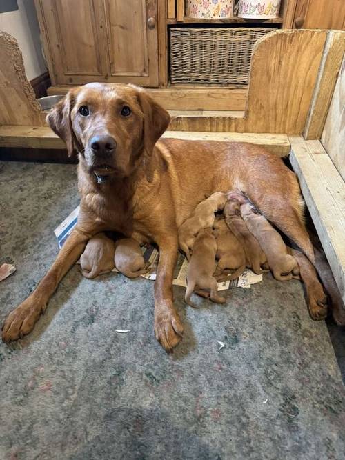 Fox Red Labrador Puppies for sale in Appleby-in-Westmorland, Cumbria - Image 1