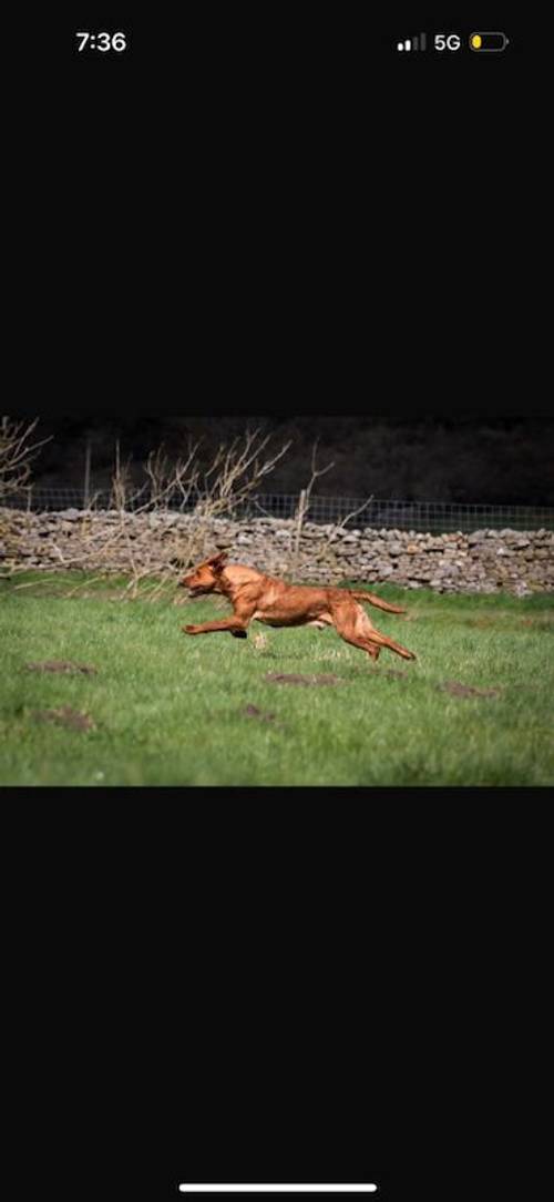 Fox Red Labrador Puppies for sale in Appleby-in-Westmorland, Cumbria - Image 2