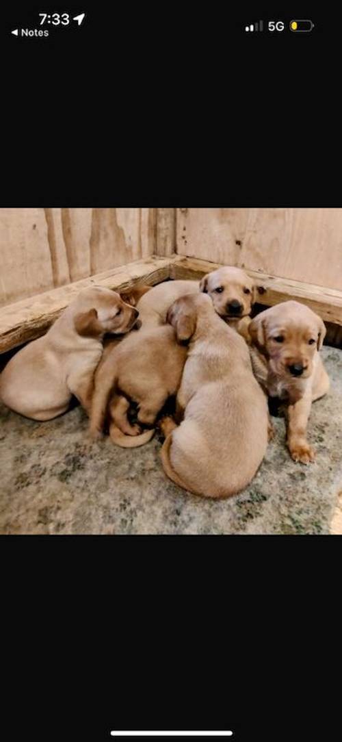 Fox Red Labrador Puppies for sale in Appleby-in-Westmorland, Cumbria - Image 3