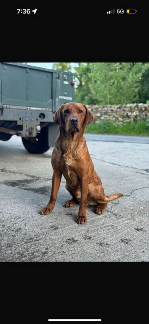 Fox Red Labrador Puppies for sale in Appleby-in-Westmorland, Cumbria - Image 4