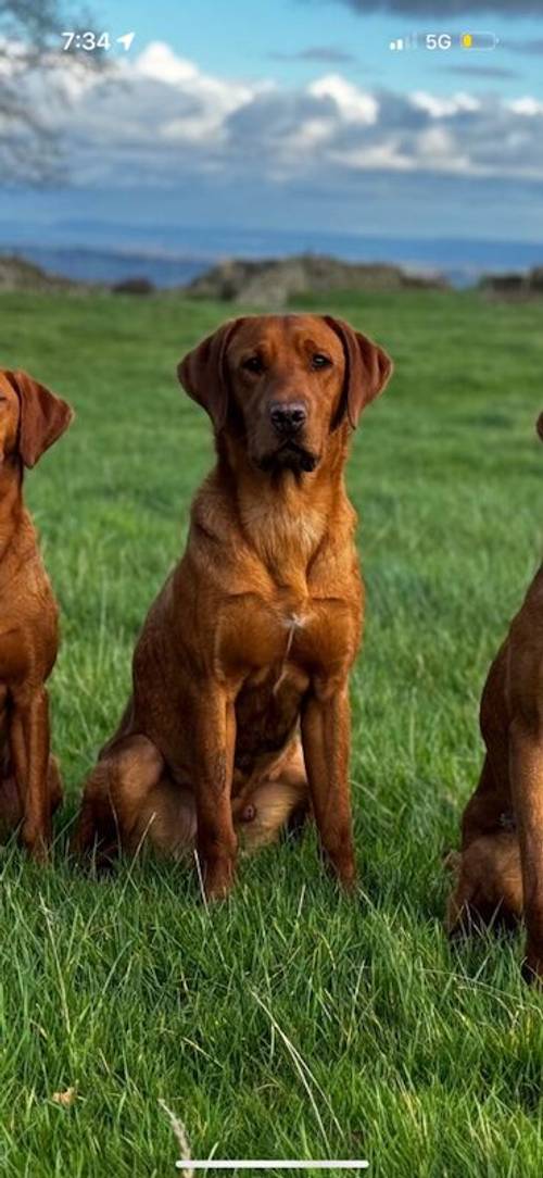 Fox Red Labrador Puppies for sale in Appleby-in-Westmorland, Cumbria - Image 6