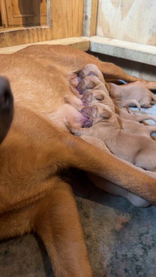 Fox Red Labrador Puppies for sale in Appleby-in-Westmorland, Cumbria - Image 7