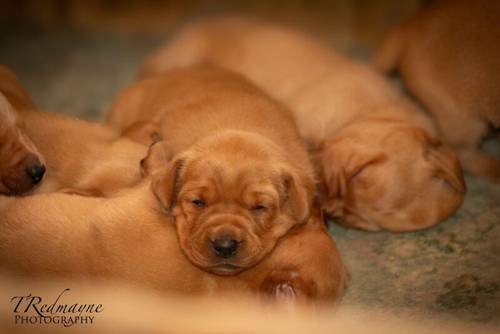 Fox Red Labrador Puppies for sale in Appleby-in-Westmorland, Cumbria - Image 8