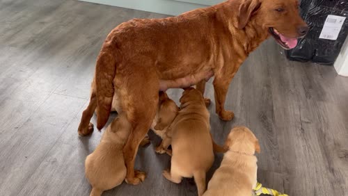 Fox red Labrador puppies for sale in Peterborough, Cambridgeshire