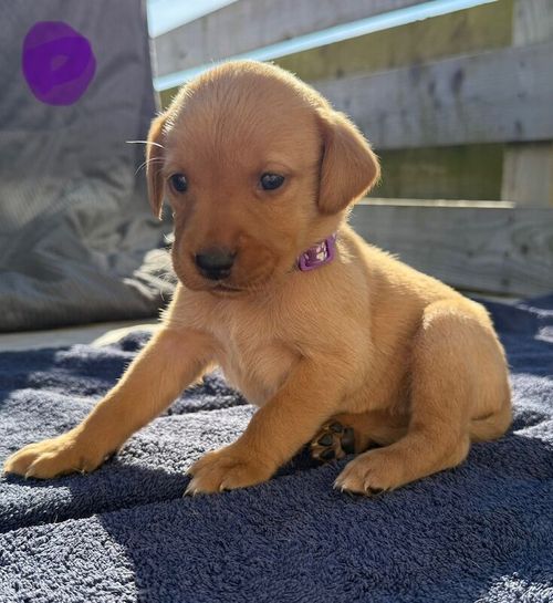 Fox red Labrador puppies for sale in Girvan, Ayrshire and Arran