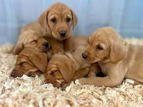 Fox red Labrador puppies for sale in Girvan, Ayrshire and Arran
