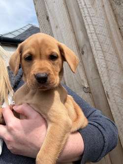 Fox red Labrador puppies for sale in Girvan, Ayrshire and Arran | Image 2
