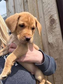 Fox red Labrador puppies for sale in Girvan, Ayrshire and Arran | Image 3