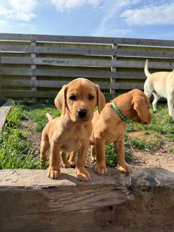 Fox red Labrador puppies for sale in Girvan, Ayrshire and Arran | Image 4
