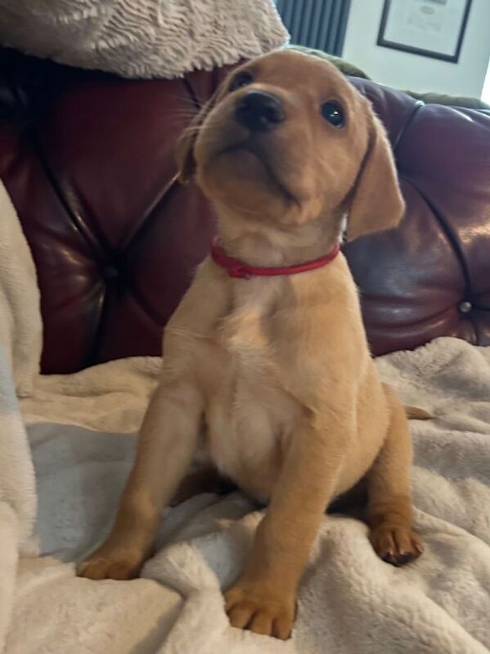 Labrador Retriever puppies for sale in Girvan, Ayrshire and Arran – KC registered, 10 weeks old
