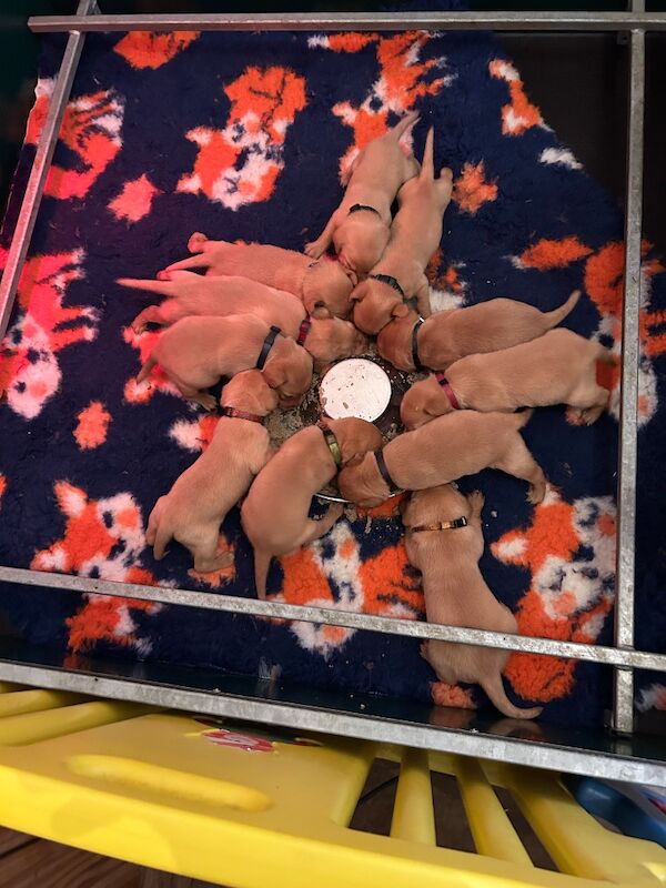 Fox red Labrador puppies 
