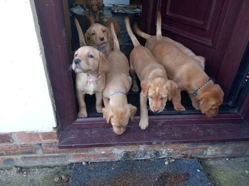 Fox Red Labrador Puppies for Sale in Driffield, East Riding of Yorkshire