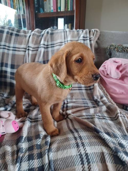 Fox Red Labrador Puppies for Sale in Driffield, East Riding of Yorkshire - Image 3