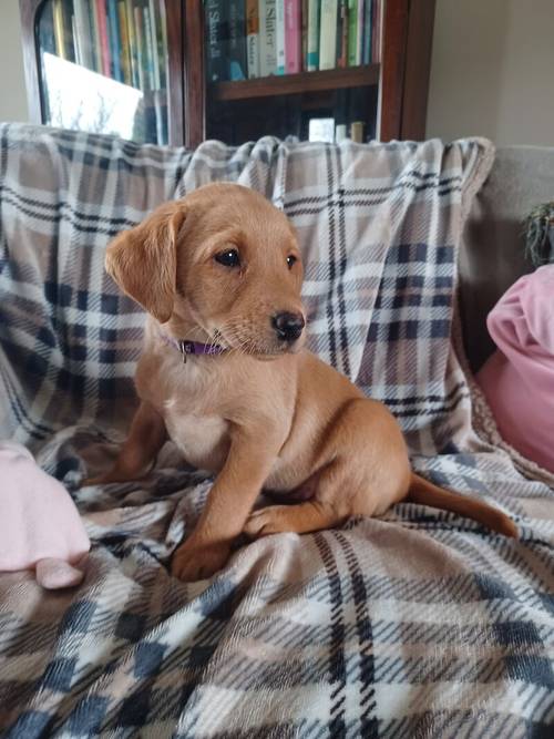 Fox Red Labrador Puppies for Sale in Driffield, East Riding of Yorkshire - Image 4