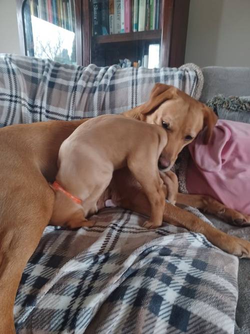 Fox Red Labrador Puppies for Sale in Driffield, East Riding of Yorkshire - Image 5