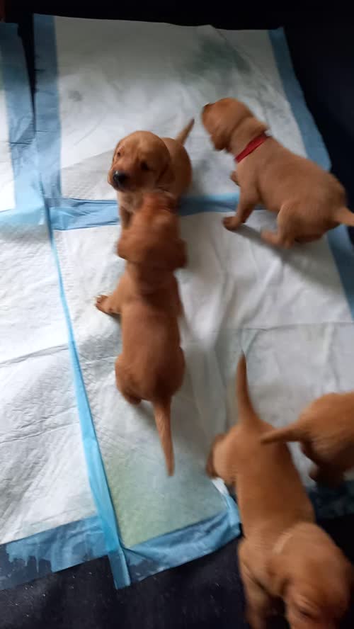 Fox Red Labrador puppies for sale in Templecombe, Somerset