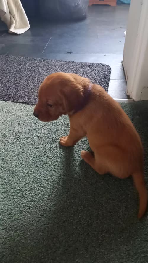 Fox Red Labrador puppies for sale in Templecombe, Somerset