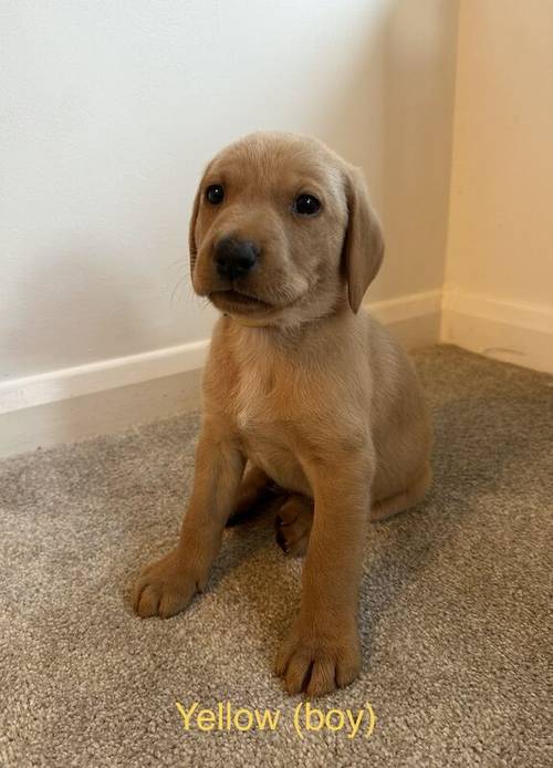 Fox Red Labrador Puppies For Sale in Kilmarnock, East Ayrshire - Image 2