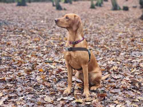 1 Fox Red Labrador Male Puppy for Sale in Old Bexley, Bexley, Greater London