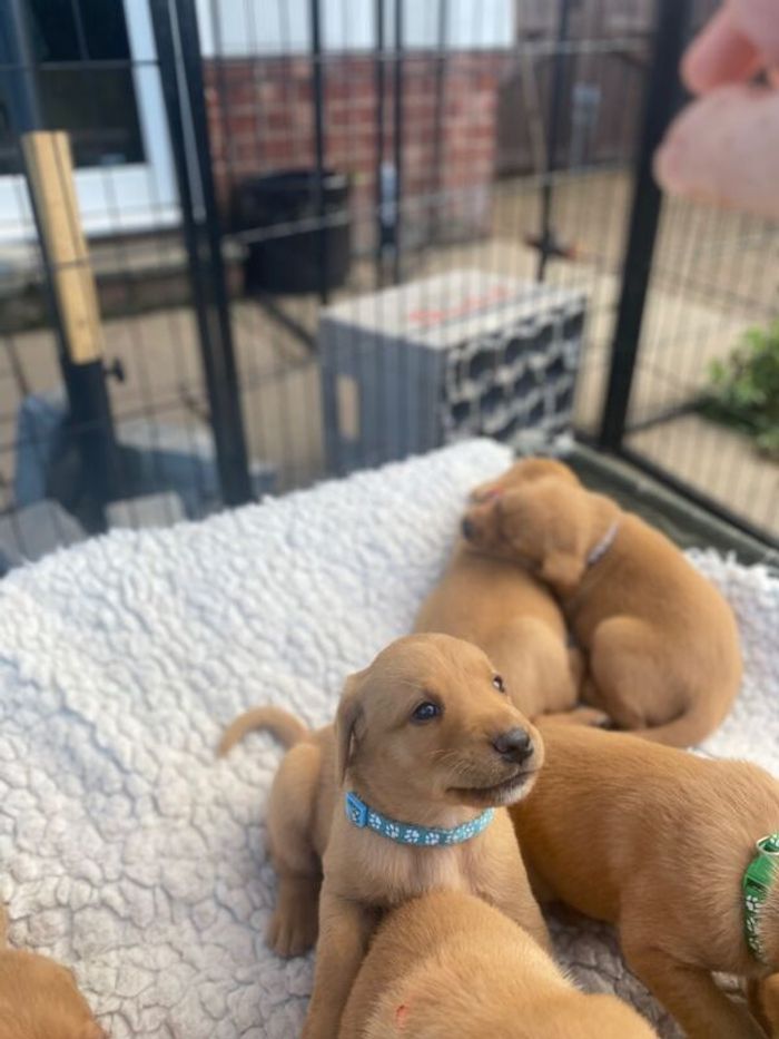 Labrador Retriever puppies for sale in Okehampton, Devon – KC registered, 8 weeks old - Image 5 of 15