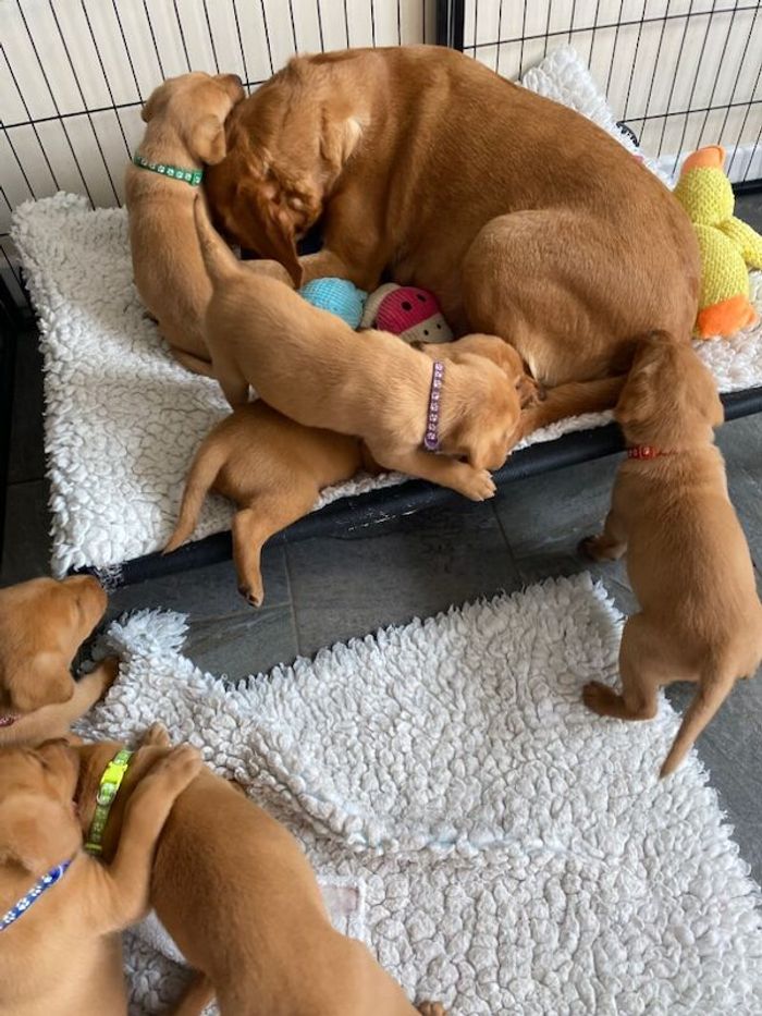 Labrador Retriever puppies for sale in Okehampton, Devon – KC registered, 8 weeks old - Image 11 of 15