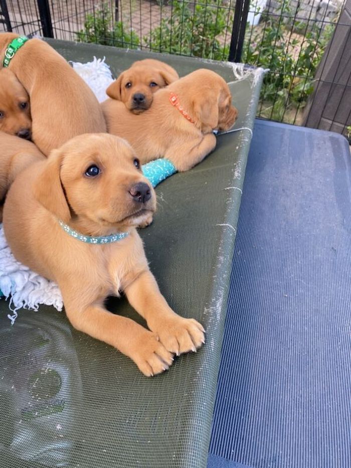Labrador Retriever puppies for sale in Okehampton, Devon – KC registered, 8 weeks old - Image 14 of 15